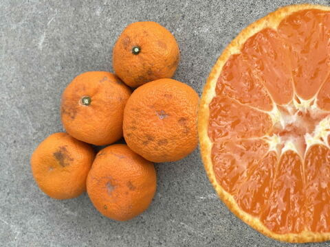 【訳あり3kg】濃甘っ！黄金熟成で晩生みかんの甘さや旨さを最大限に！食べるみかんジュース！まさにトップ・オブ・ザ・みかん！超熟みかん「熟太郎（じゅくたろう）」訳あり　サイズ混合　３kg【819-3k】