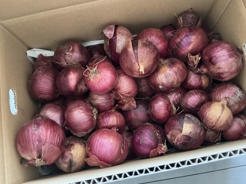 サラダなどの彩りに紫玉ねぎ　10kg（2S～Mサイズ）