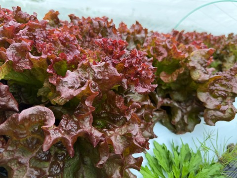 【カレンダー付】絶品！とくうま秋冬野菜５〜７品セット＜１２月発送分＞