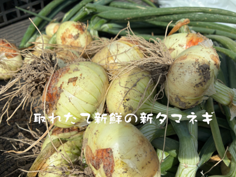 入手困難な固定種早生タマネギ！『貝塚早生』 (1.8kg)