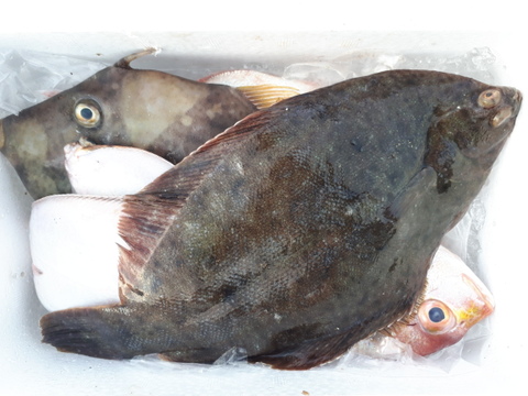 旬の鮮魚セット(4~6匹)☆60サイズ箱