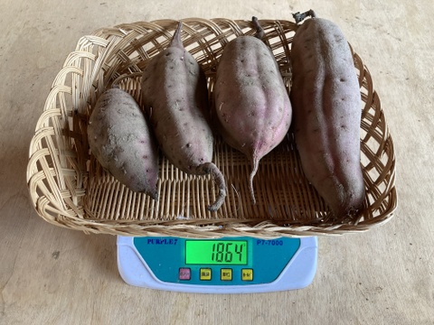 さつまいも（べにはるか）家庭用・箱込み２㎏～栽培期間中、農薬と化学肥料不使用