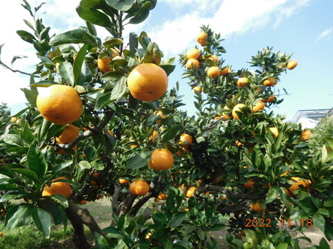 🍊伊豆産　今が旬！とろける甘さ　早生温州みかん 　　　　　　風袋込み約5.0kg