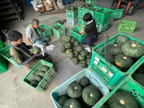 旬まるかじり！安心安全の収穫から加工まですべて自社の石川県産冷凍かぼちゃ（300g✖︎6袋）蒸してあるからすぐに食べられる！