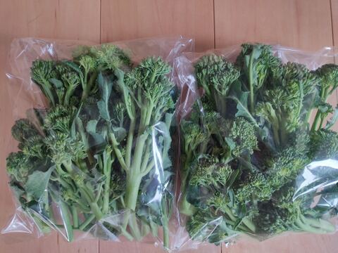 ✨朝採れ直送「スティックセニョール約300g」+「ずっしり肉厚ほうれん草たっぷり約500g（250g×2袋）」農薬・化成肥料不使用✨