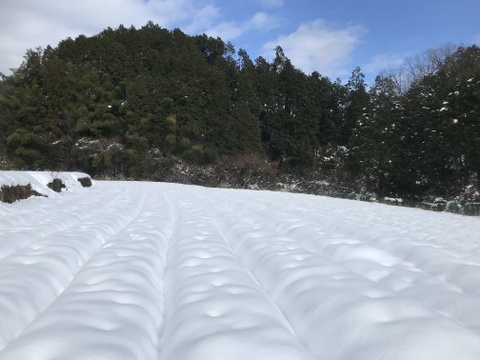 奥山スナップ(スナップエンドウ) 1kg　ご賞味あれ♡