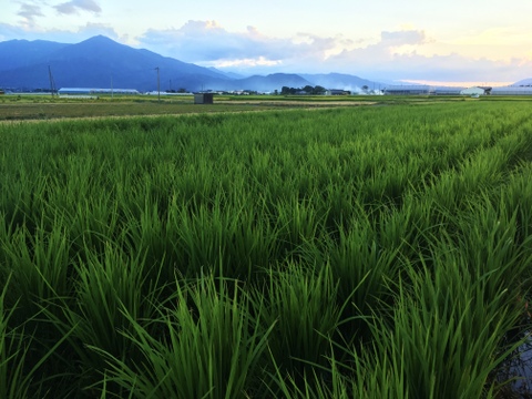 精米後発送！R５年徳島県産アキサカリ2kg（玄米時の重量です。精米時は１割程重量が減ります。）