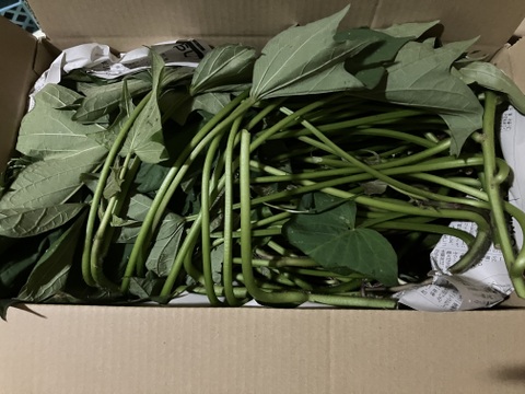 【2026年度予約商品】自然栽培さつまいものツル1.5kg