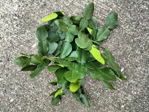 長崎県のコブミカンの葉