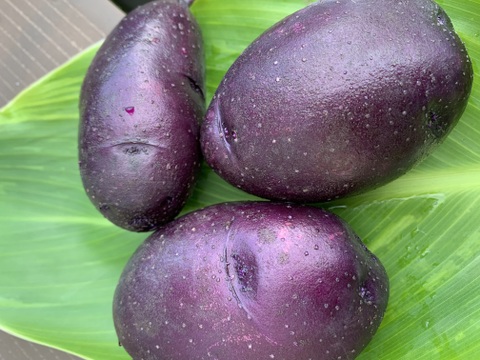 農薬化学肥料不使用‼︎今が旬！新じゃがカラフル詰め合わせ＆ローズマリー少量