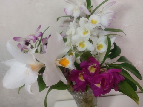 【アワード受賞福袋】箱いっぱいの蘭・フォーミディブル＆ミニシンビジウムの切り花❁⃘*.ﾟいろんな蘭が楽しめるお楽しみ福箱