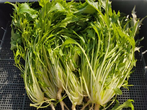 ✨農薬・化成肥料不使用のサラダセット（水菜500g+ミックスレタス300g+わさびリーフ150g）✨