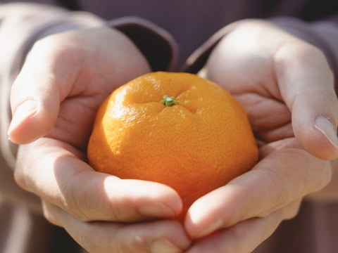 【甘味と酸味のバランスが絶妙】ポンカン 2kg 愛媛県産 家庭用 ぽんかん