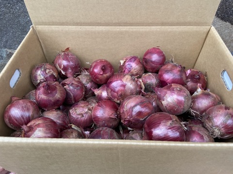 サラダなどの彩りに紫玉ねぎ　2.5kg