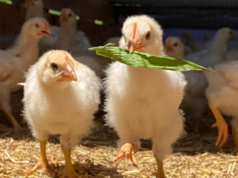 【平飼い 有精卵】自然養鶏「子持生命卵 kinari」10個入パック×２