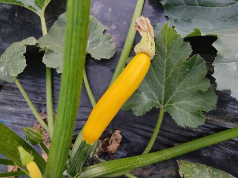 🌈【朝どれ】カラフルズッキーニ食べ比べセット約800g｜2〜3種おまかせ｜農薬・化成肥料不使用🌈