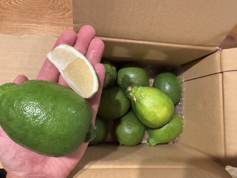 種がないレモン箱込約2㌔　1,000箱以上売れるレモン