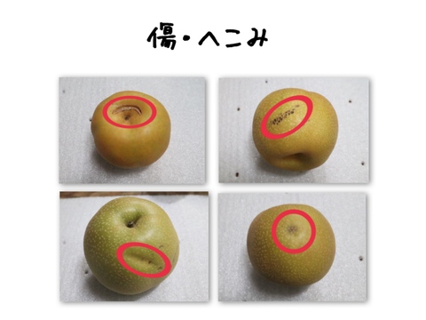 【幸水】5kg（10〜14玉）【家庭用】2024夏！甘くてジューシーな梨！