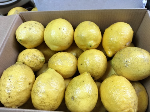 【訳あり】広島県産「これが夏レモン」《約18〜20個入》4kg以上