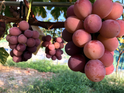 リピーター多数！濃厚果汁クイーンニーナ　1㎏2～3房　『クール便』