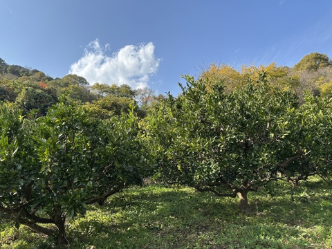 愛媛県大三島産みかん🍊【農薬不使用】5キロ