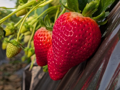 朝摘み！栃木県産★完熟とちあいか！大粒A品！甘くて酸味が少ない品種です！