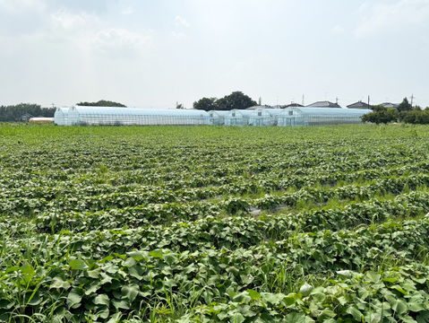 【2025年新物】〇 秋の収穫祭 〇 新芋１０kg🍠農薬不使用　紅はるか（10kg）特別価格