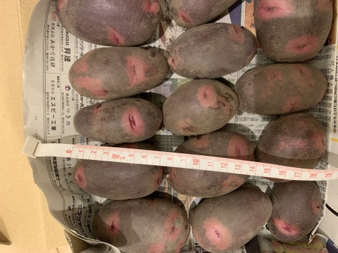 平日発送限定！長崎県産超小粒デストロイヤーじゃがいも20