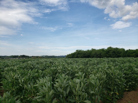 【販売延長】里山で育てた煮ても焼いても美味しいそら豆（１㎏）