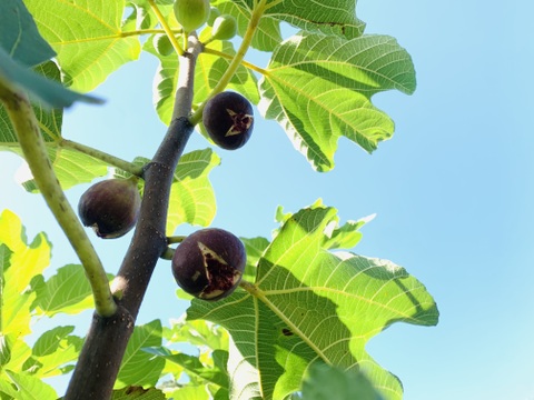 【ご家庭用】【蓬莱柿】広島県竹原市産露地いちじく約1.5kg（15個前後）