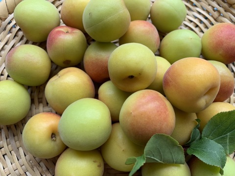 まじりっけなし！梅干に最適！『十郎小町』1kg 自然栽培の梅。ジャムや茶梅など幅広いレシピに。農薬不使用