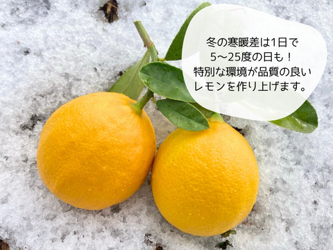 【山形県白鷹町産】丸かじり！マイヤーレモン  1kg