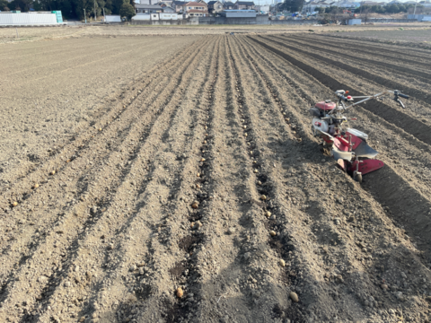 2箱限定【訳あり最終セール】煮崩れしにくい有名品種『メークイン』小粒 ジャガイモ (5kg)