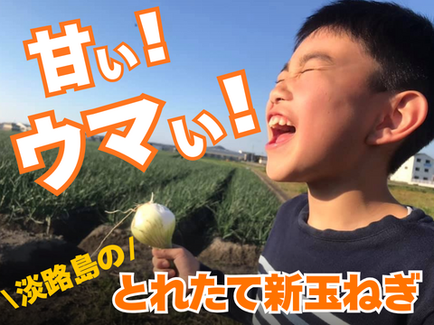 【極甘ジューシー】淡路島 春の新玉ねぎ 20kg箱 約60～80個入