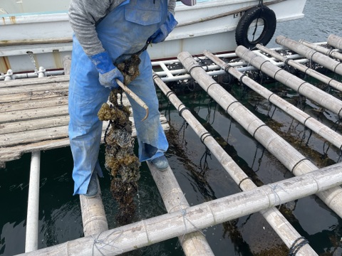 🦪【期間限定サービス】3kg（＋1個）クセが少なく旨み濃厚！生食OKの極上岩牡蠣「AZUL＋3」