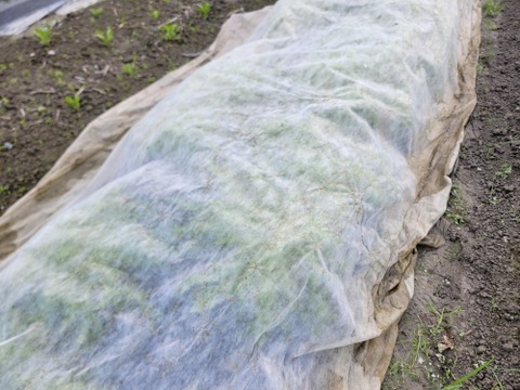 農薬不使用でサラダもできるシャキシャキ水菜1kg