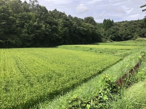 【アワード受賞福袋】有機野菜5～7種とお米（お試しサイズ×２袋）、加工品の詰め合わせセット