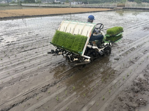 【令和7年新米】にこまる・栽培期間中農薬不使用・玄米・5Kg