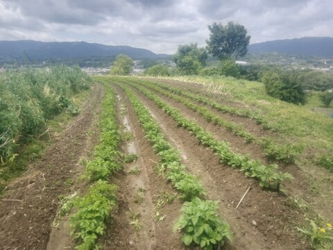 ジャガイモ＆玉ねぎ　農薬化学肥料不使用