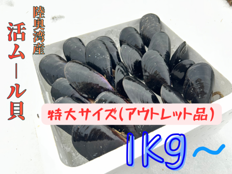 【期間限定・数量限定】陸奥湾産 天然 活ムール貝〈特大サイズ〉アウトレット 1kg〜