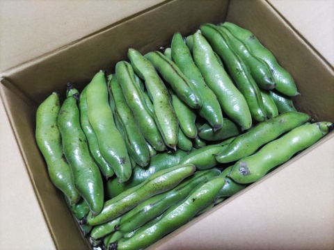 そらまめ《南房総から》3.5㎏⭐もぎたて送ります⭐短期間しか採れません！旬はあっという間⭐