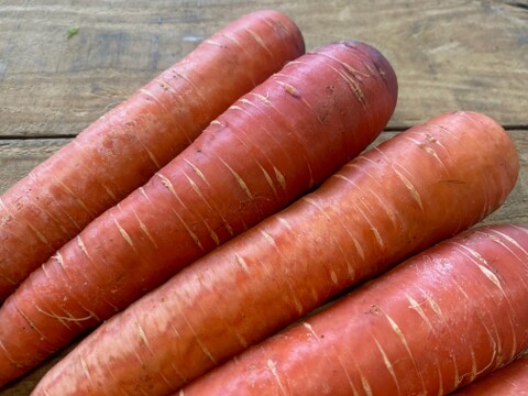 農薬・化学肥料不使用！リコピンいっぱい！赤色の京くれない人参5kg！