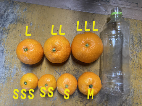 柑橘シーズンのはじまり！【選果落】極早生みかん（３ｋｇ）サンプル糖度8.7～10.4度。見た目の悪いものです。１０月２日収穫