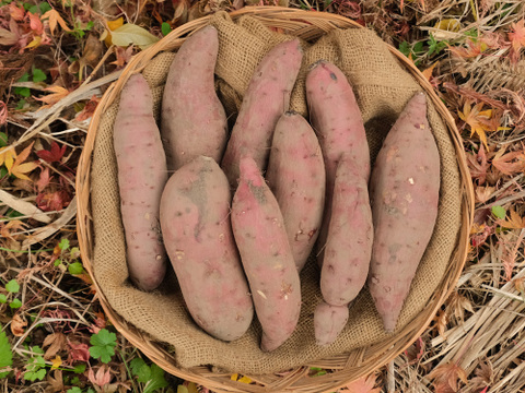年末限定！多めのお野菜セット〈里芋は必ず1kg入ります！〉