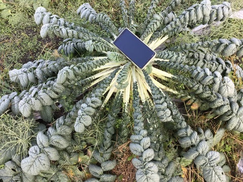 2026年桜島産農薬.化学肥料不使用桜島大根玉1個（5キロ）紅はるか5キロ詰め合わせ