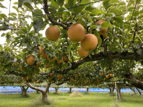 のどごし！感じるジューシーさと甘みの中に絶妙な酸味！魅力たっぷりの豊水梨【5kg】