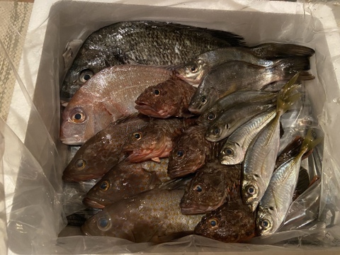 【NHKで紹介！】小豆島の海の恵み。旬のお魚お任せ鮮魚ｽﾀﾝﾀﾞｰﾄﾞセット（10～15匹)