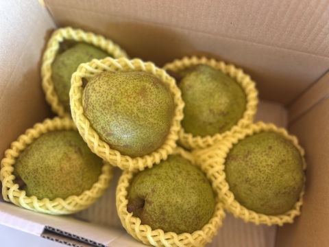 【限定30箱】山形特選ラフランス【お試し小玉1.5キロ】