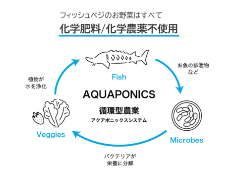 【FISH VEGGIES】ナスタチウムの葉1〜2cm　15枚程度　化学肥料/化学農薬不使用だから安心して食べられる