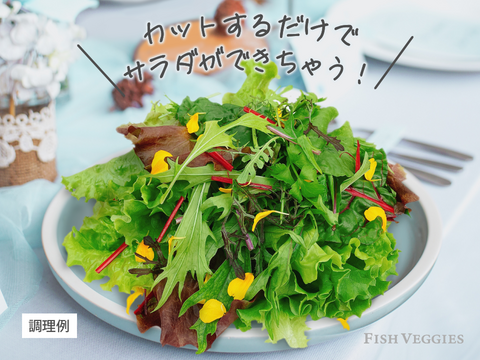 【FISH VEGGIES】フィッシュベジ季節のサラダセット 90g〜　化学肥料/農薬不使用だから安心して食べられる